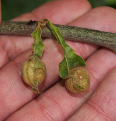 Dryocosmus quercuspalustris