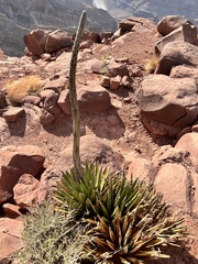 Agave utahensis