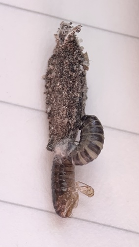 Narrow Lichen Case-bearer