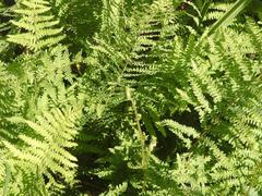 Thelypteris confluens