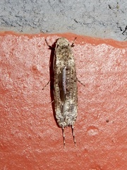 Gerontha