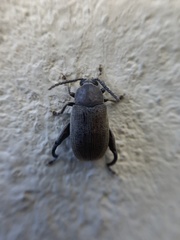 Coleoptera