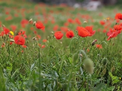 Papaver rhoeas