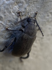 Coleoptera