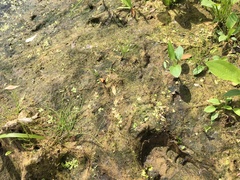 Vaucheria bursata