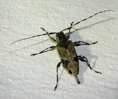 Graphisurus triangulifer