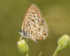 Leptotes pirithous