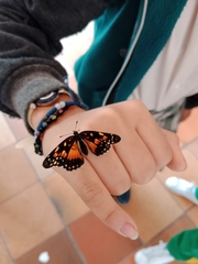 Chlosyne lacinia
