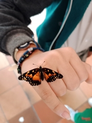 Chlosyne lacinia