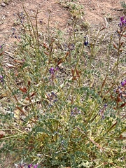 Astragalus mokiacensis
