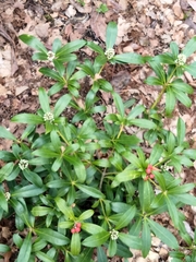 Skimmia