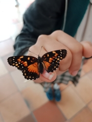 Chlosyne lacinia