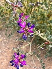 Astragalus mokiacensis