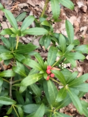 Skimmia