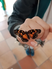 Chlosyne lacinia