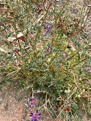 Astragalus mokiacensis