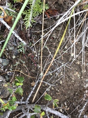 Hesperolinon micranthum