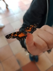 Chlosyne lacinia