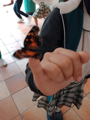 Chlosyne lacinia