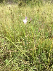 Triteleia peduncularis