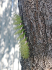 Automeris