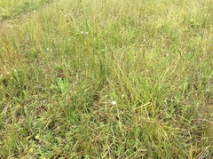 Triteleia peduncularis
