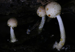 Leucoagaricus dacrytus