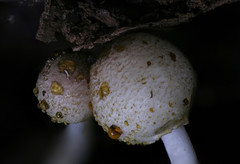 Leucoagaricus dacrytus