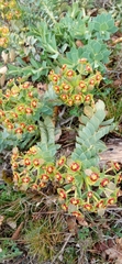 Myrsiniteae