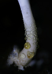 Leucoagaricus dacrytus