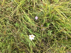 Triteleia peduncularis