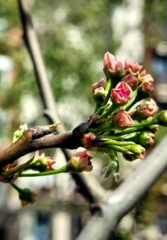 Pyrus calleryana