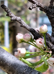 Pyrus calleryana