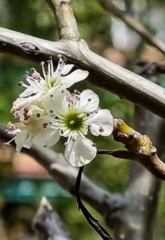 Pyrus calleryana