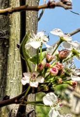 Pyrus calleryana