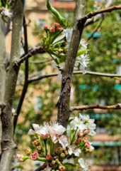 Pyrus calleryana