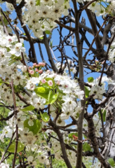 Pyrus calleryana