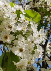 Pyrus calleryana