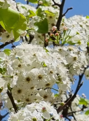 Pyrus calleryana