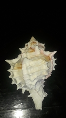 Phyllonotus erythrostomus