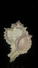 Phyllonotus erythrostomus