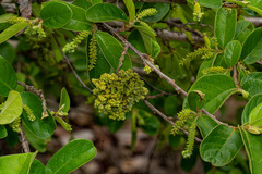 Colomerus antidesmae