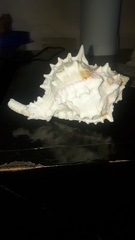 Phyllonotus erythrostomus