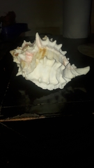 Phyllonotus erythrostomus