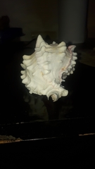 Phyllonotus erythrostomus