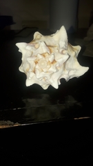 Phyllonotus erythrostomus