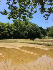 Zhangixalus arboreus