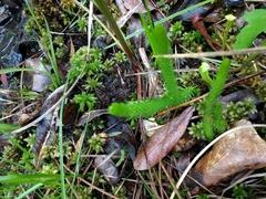 Lycopodiella