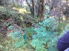 Thalictrum fendleri polycarpum