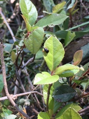 Phymatapoderus pavens